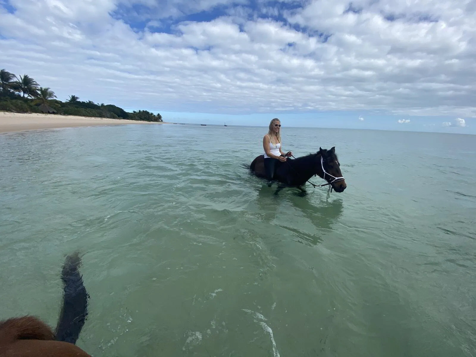 Shadowbanned Library