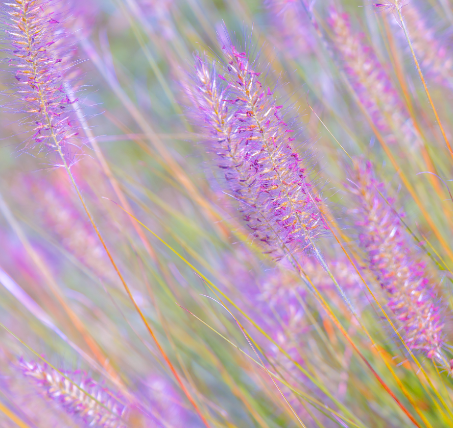 Shadowbanned Library