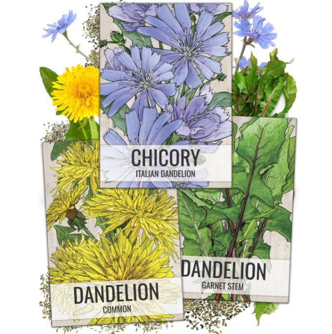 3 Pack! Dandelion & Chicory Seeds NON-GMO & Untreated