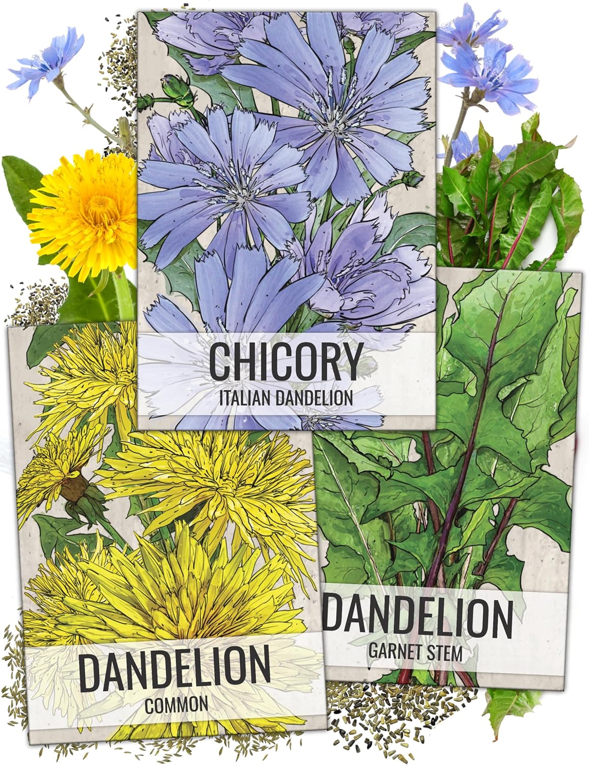 3 Pack! Dandelion & Chicory Seeds NON-GMO & Untreated