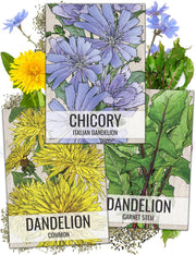 3 Pack! Dandelion & Chicory Seeds NON-GMO & Untreated