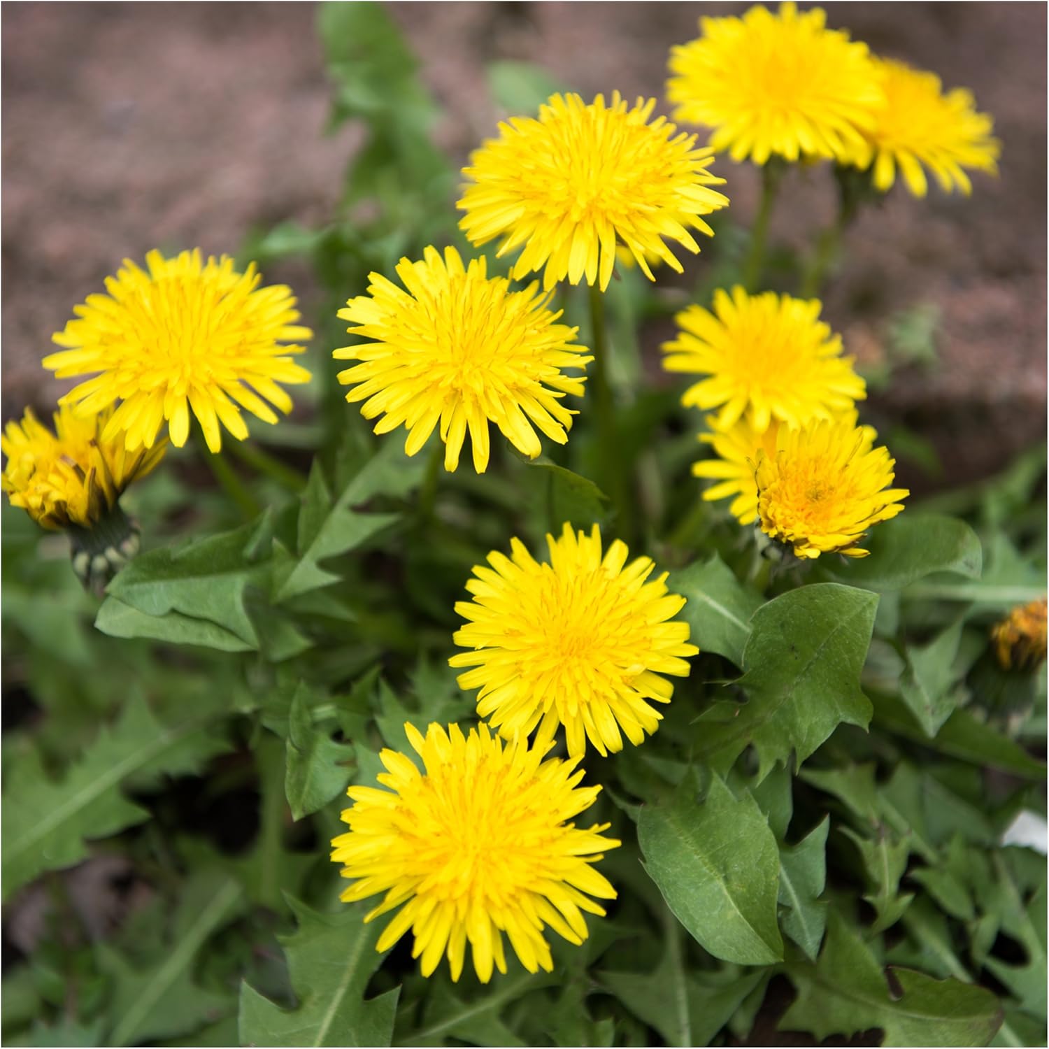 3 Pack! Dandelion & Chicory Seeds NON-GMO & Untreated