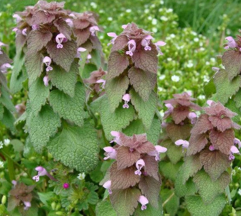 25 Seeds Purple Dead-Nettle - Mint Family ~ Early Spring Pollinator!