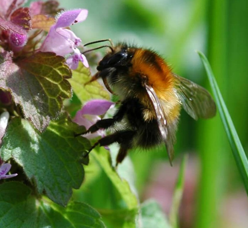 25 Seeds Purple Dead-Nettle - Mint Family ~ Early Spring Pollinator!