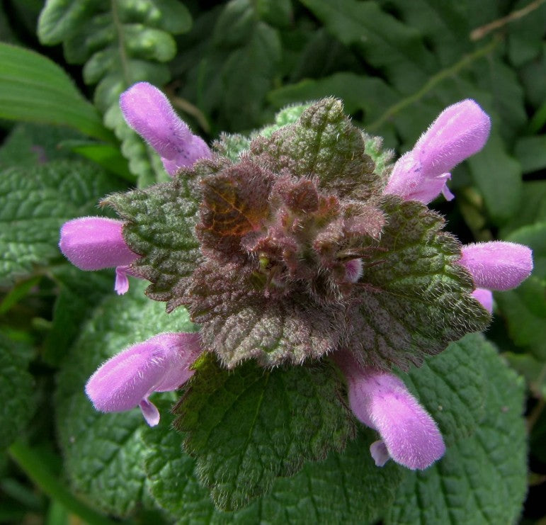 25 Seeds Purple Dead-Nettle - Mint Family ~ Early Spring Pollinator!