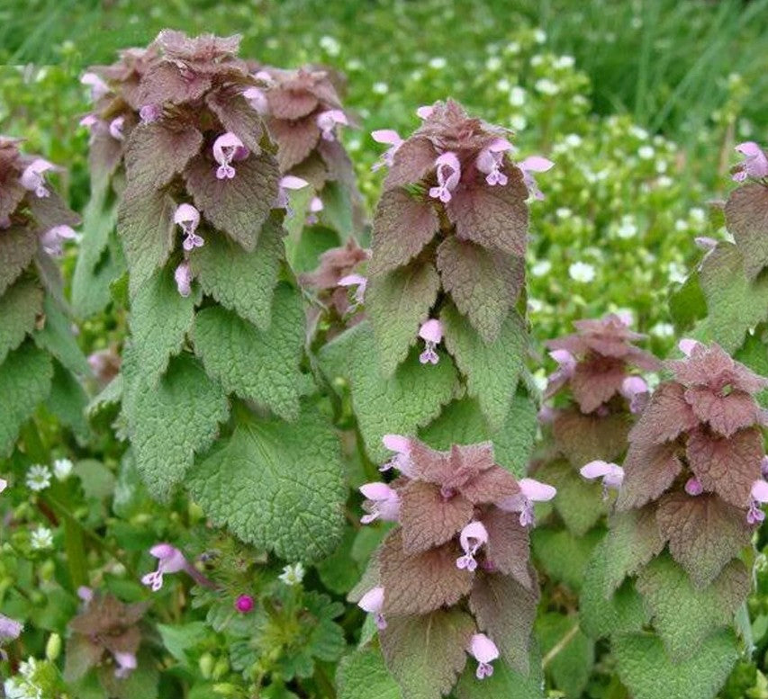 25 Seeds Purple Dead-Nettle - Mint Family ~ Early Spring Pollinator!
