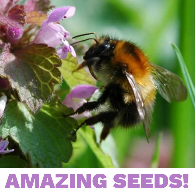 25 Seeds Purple Dead-Nettle - Mint Family ~ Early Spring Pollinator!