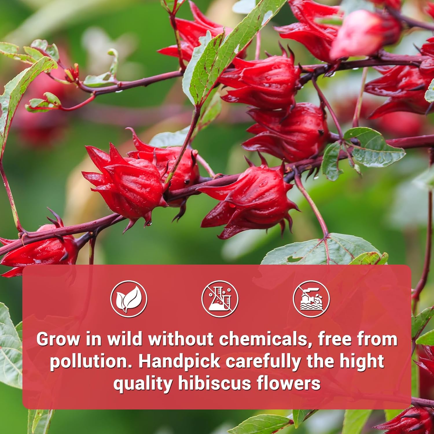 50pc Hibiscus Tea - Caffeine Free! Drink Hot or Iced - ONLY 1 INGREDIENT!