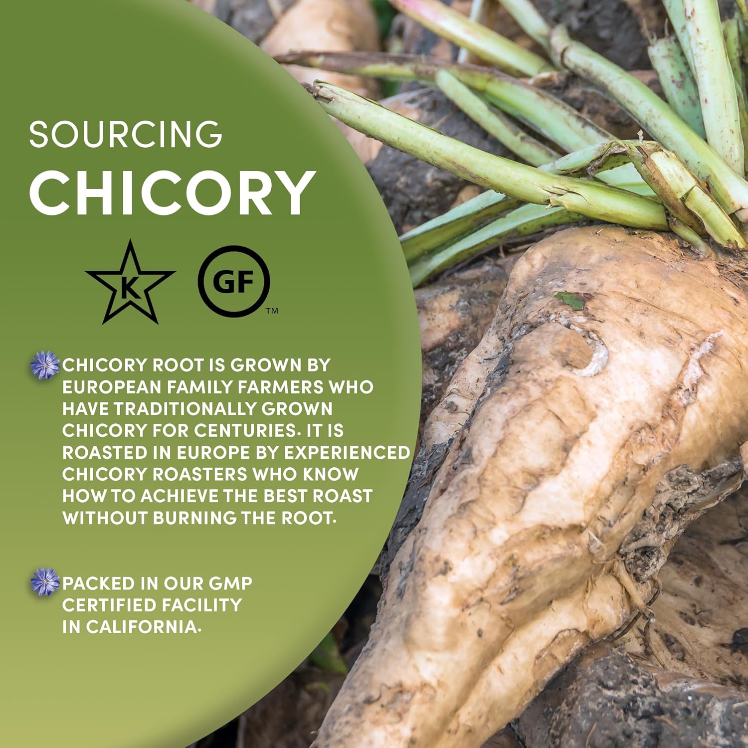 Chicory Root COFFEE ALTERNATIVE Non-GMO Caffeine Free - BREWS LIKE COFFEE - 1 Pound