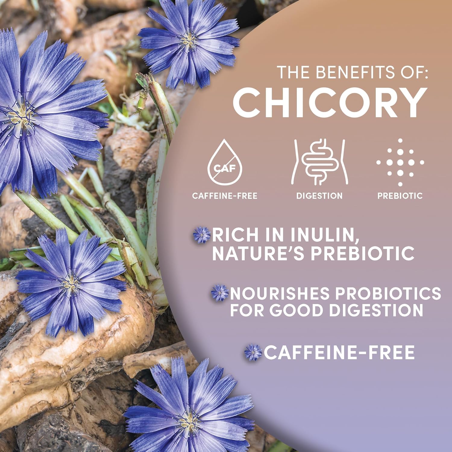 Chicory Root COFFEE ALTERNATIVE Non-GMO Caffeine Free - BREWS LIKE COFFEE - 1 Pound
