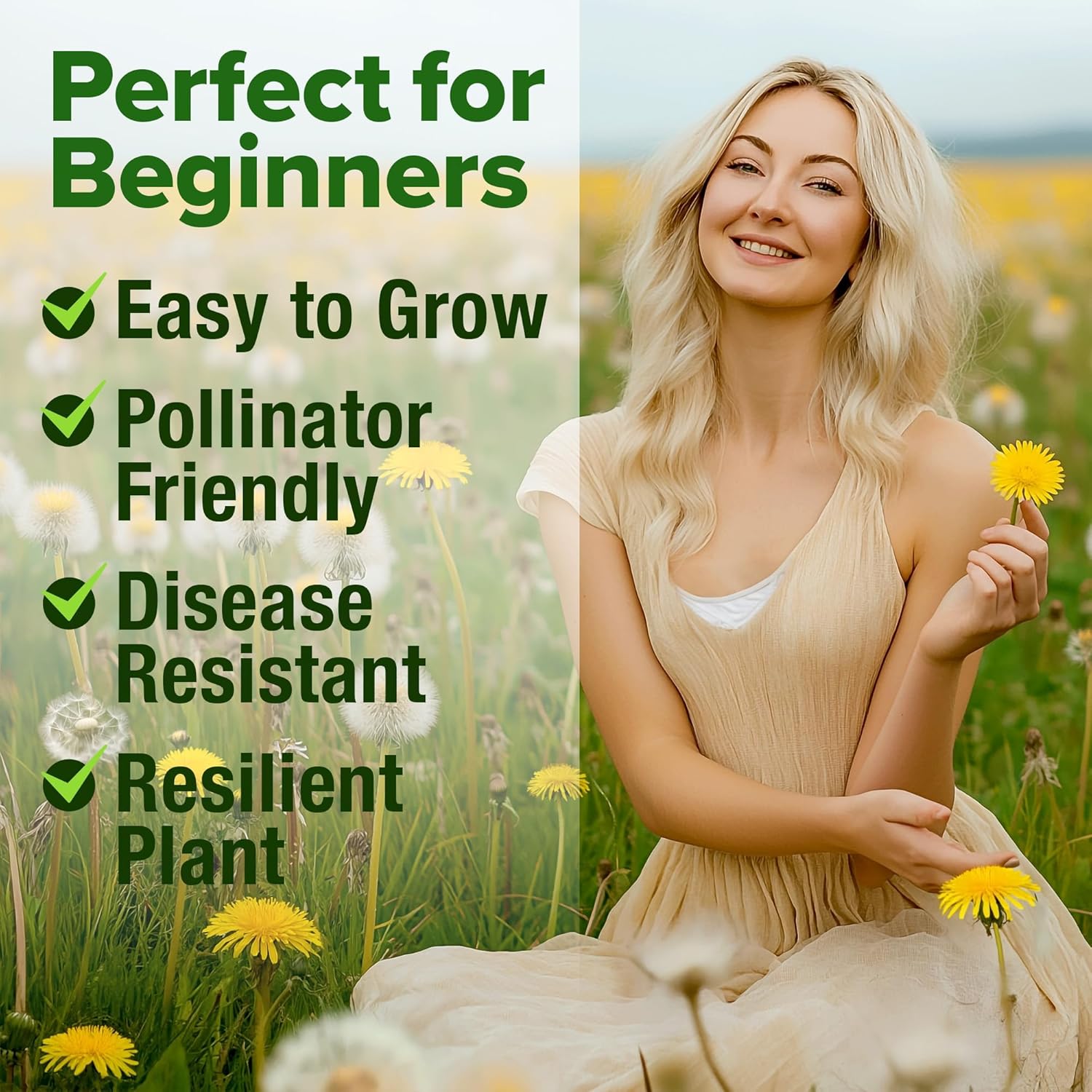 3 Pack! Dandelion & Chicory Seeds NON-GMO & Untreated