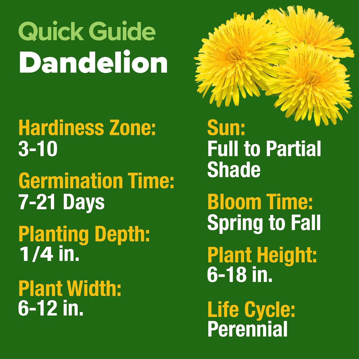 3 Pack! Dandelion & Chicory Seeds NON-GMO & Untreated