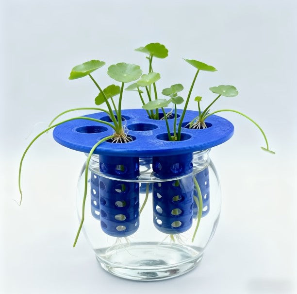 RE-GROW HERBS Mason Jar Insert - Hydroponic Windowsill Sprouting Green Onions & More